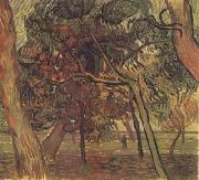 Vincent Van Gogh, Study of Pine Trees (nn04)